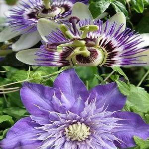 2 x Kletterpflanzen: Passionsblume (Passiflora) & Clematis Multi Blue | Blau, Mehrjährig & Winterhart | 2 x 1,5 Liter Töpfe