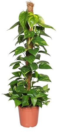 Efeutute (Epipremnum Aureum) am Moosstab – Große, Pflegeleichte, Luftreinigende Zimmerpflanze im Topf Ø 24 cm, Höhe ca. 120 cm