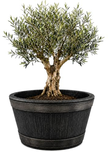 BigDean Weinfass Eichenfass XL 90 Liter Blumenkasten 63x38cm Miniteich | Bottich Kunststoff Trog Zuber Gartenteich Mini Teich Fass Nachbildung Durchmesser 63 cm Höhe 38 cm ca. 90 Liter
