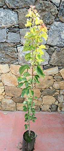Pianta di pere Albero pero Cotogno - Imballaggio speciale protettivo