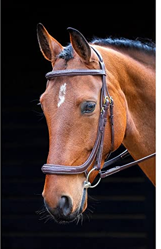 Shires Salisbury Berkeley Zaumzeug (Pony, australische Nuss)