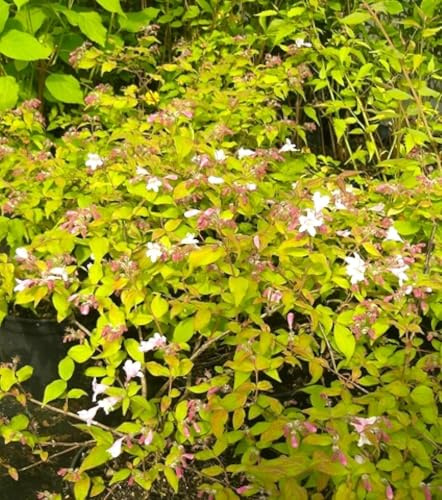 Arbusto de nácar Kolkwitzia amabilis muy perfumado 40-60 cm