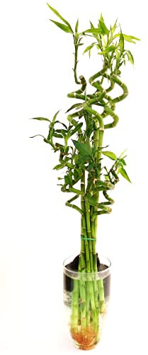 POWERS TO FLOWERS - LUCKY BAMBOO MIX, 4 PEZZI ALTEZZA 80CM, 2 PEZZI ALTEZZA 60CM, 4 PEZZI ALTEZZA 40CM, VASO VETRO ESCLUSO, piante vere