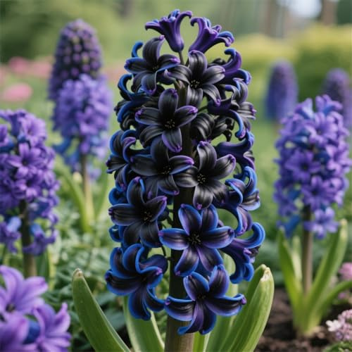 Giacinto bulbi,Piante perenni,Giacinto pianta vera,resistenti al freddo,Tagliare,Facile da curare(non artificiali)-6Rizoma-H