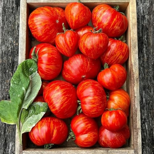 bio tomatensamen alte sorten, seltene büro balkon winterhart 350pcs