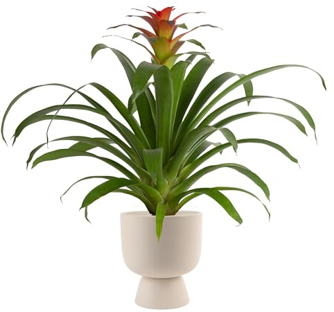 Costa Farms Bromeliad, Flowering Live Indoor Plant in Modern Flower Pot, Houseplant with Flowers in Potting Soil, Grower's Choice, New House Gift, Home or Room Decor, 20-Inches Tall