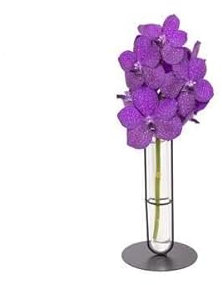 Vanda Vazenda - Orchidea industriale Tayanee blu - Pianta d'appartamento - Ø 10 cm - 50 cm