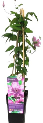 Clematis 'Hagley Hybrid'- Waldrebe - Kletterpflanze