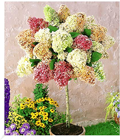 BALDUR Garten Hortensien-Stämmchen 'Grandiflora', 1 Pflanze, Hydragena paniculata grandiflora Zierstämmchen winterhart Gartenhortensie, pflegeleicht, blühend