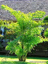 Caryota MITIS Fishtail Palm Exotische seltene Palme Palmen Zier Samen 10 Samen