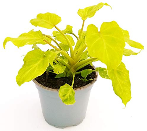 POWERS TO FLOWERS - PHILODENDRON XANADU GOLDEN, MONSTERA, pianta vera