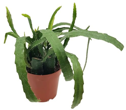 Fangblatt - Epiphyllum red Tip - traumhafter Blattkaktus - Blütenfarbe rot - im Ø 12 cm Topf - außergewöhnlicher Kaktus