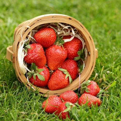 Semi di fragola, da colonnari resistenti semi fragola, serre da balcone fresca acquistarere colonnare giardino frutteto regali per 400pcs