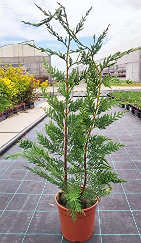 POWERS TO FLOWERS - CIPRESSO LEYLANDII 5 PIANTE, (Cupressocyparis Leylandii) PIANTA PER SIEPE, VASO 17CM DIAMETRO, ALTEZZA MINIMA 50CM, piante vere