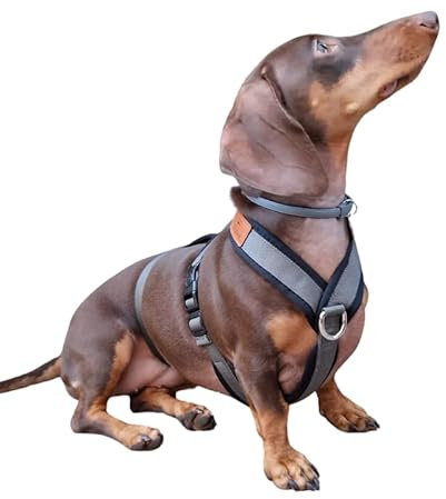 Harnais 3 Points Anti-Fuite Anti-Traction - Idéal pour Lebrelles : lévrier Italien, Whippet, lévrier, Podenco - sûr, Respirant et Durable - Parfait pour la Marche, l'entraînement et la Course -