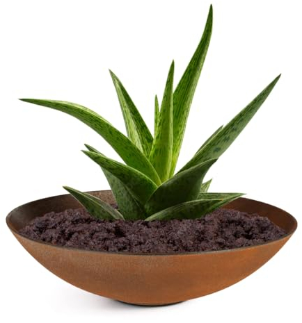 Matches21 - Vaso per piante da esterno resistente alle intemperie, grande ciotola decorativa effetto metallo ruggine come fioriera – piatto da giardino in 28 cm per fiori, bonsai o cimitero