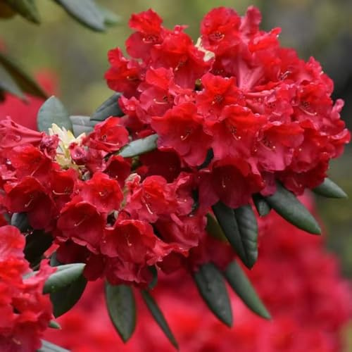 semillas resistentes de azalea - balcón perennes cobertura del suelo jardín 100pcs