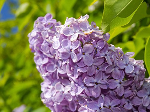 Edelflieder i. Sorten 40-60 cm