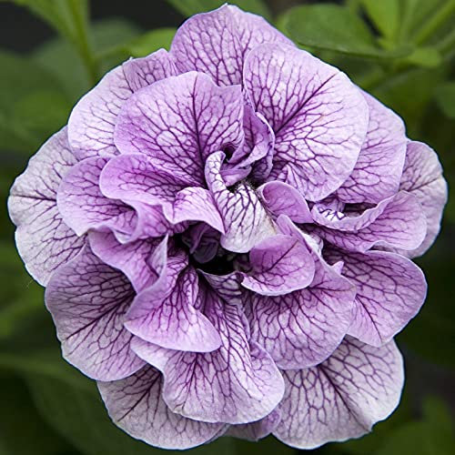 Può Essere Usato Come Fiori Recisi,Doppio Fiore Globoso,Semi Di Petunia,Fiori Ornamentali,è Possibile Organizzare Aiuole,Facile Da Germogliare,Aroma-100 Semi,c