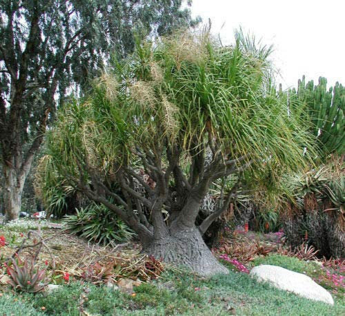 BEAUCARNEA RECURVATA 15 SEMI PIANTA MANGIAFUMO