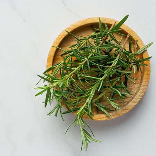 Semillas de Planta de Romero Hierba Aromática para Cocinar Fácil de Cultivar en Casa