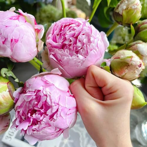 1 piezas Bulbos de peonías resistentes, bulbos de peonías decoracion salon, bonsais peonía (Paeonia suffruticosa) regalos inusuales, invernaderos de balcón cobertura del suelo, perenne