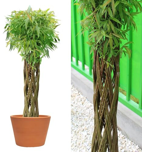 Wicker garden Arbre osier 130 cm - Résistant à l'hiver & Facile d’entretien | Plante décorative | Saule tressé - Idéal pour jardin, balcon & terrasse