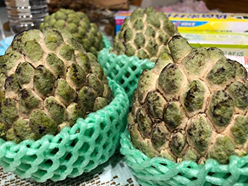 2 Packages of Cherimoya Seeds - 5 Seeds Per Package
