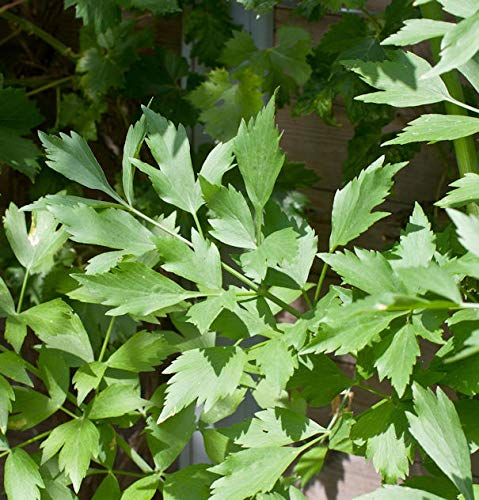 Liebstöckel Maggikraut - Levisticum officinale - Gartenpflanze