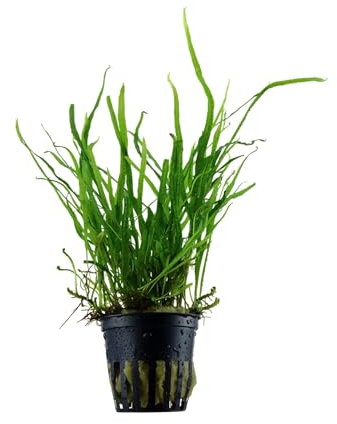 Aqua Essentials Microsorum pteropus Dreizack