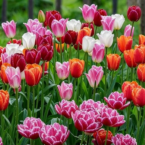 FLORIUM Super samling tulpanlökar | 50 st blomlökar | Blandning av tulpanlökar som är kall- och fleråriga | Holländsk kvalitet | För trädgård, blomkrukor och balkong