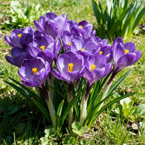 Crocus, Rizomas de azafrán resistentes al frío, rizomas perennes, perfectos para bordes de jardín,Variedades de plantación sorpresa-4 Rizomas
