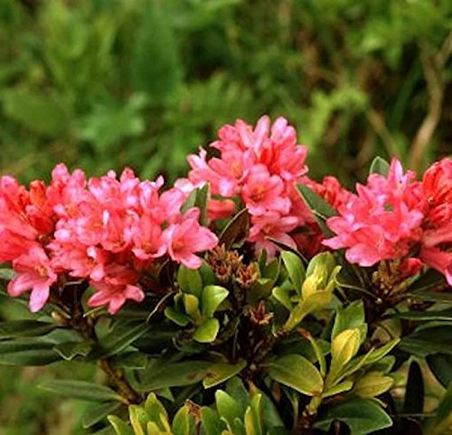 Japanische Azalee Little Red 30-40cm - Rhododendron obtusum - Zwerg Alpenrose - lebende Gartenpflanze aus den Baumschulen