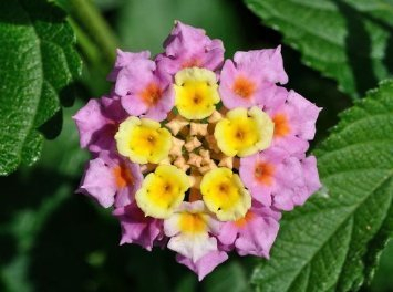 Wandelröschen (Lantana camara) 1000 frische Samen