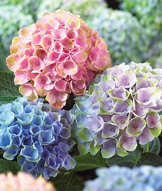 Hortensia Seeds Mixed Hortensia Seeds - Treasuresbylee - 50: Only seeds