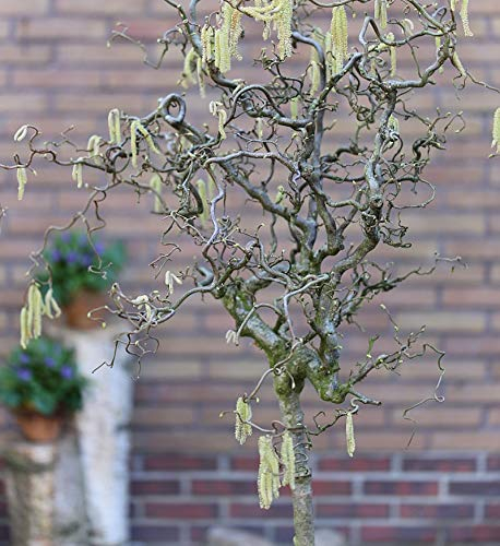 Hochstamm Korkenzieher Hasel 80-100cm - Corylus avellana - lebende Gartenpflanze aus den Baumschulen
