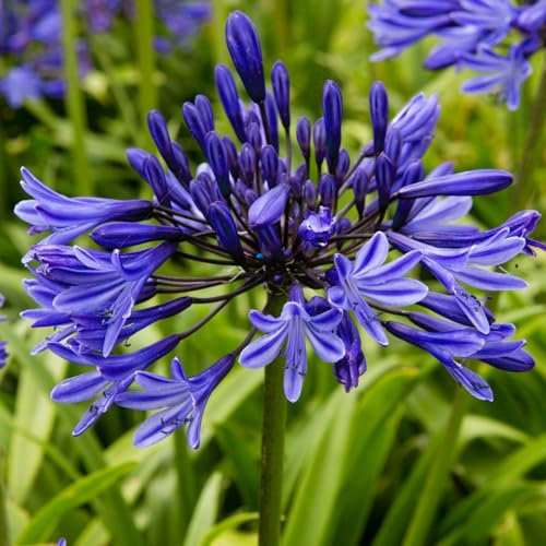 Carbeth Plants - 10 x Agapanthus Blue Triumphator Summer Bare Root - African Lily Deciduous Herbaceous Perennial - Low Maintenance Pollinator Friendly - Grow in Beds, Borders and Patio Pots