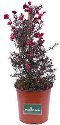 Pianta di Leptospermum Scoparium Pianta di Manuka pianta da esterno pianta ornamentale pianta in vaso di Leptospermum pianta vera di Manuka venduta da eGarden.store (Rosso)