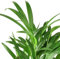 Palma Areca | DECOALIVE | Planta de Interior Natural | Dypsis Lutescens Palmera Frutos de Oro