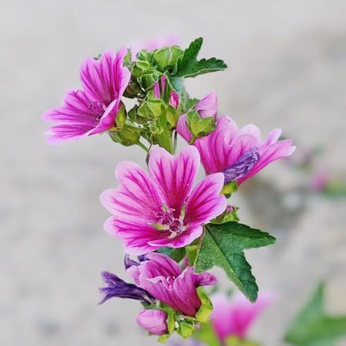 120 piezas semillas de malva perenne - semillas malva de balcón resistentes verano
