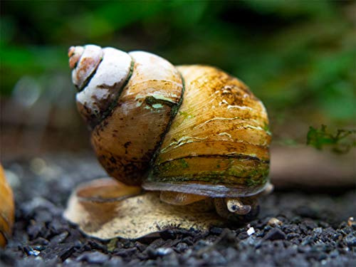 Aquatic Arts 10 Japanese Trapdoor Snails | Pond Snail/Freshwater Aquarium Clearer/Tetra Pond Clarifier/Filter | Great with Hornwort Plant