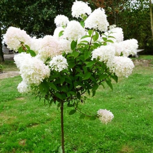 Hydrangea Live Plant Bush Shrub for Planting, 1 Year Old Hydrangea Tree Plant for Outdoor Planting, Change Color Flower Blooms (Pink to White)
