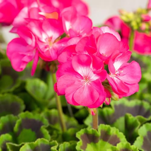 Geranie, rosa mit weißem Auge, stehend, Topf-Ø 13 cm, 6 Pflanzen