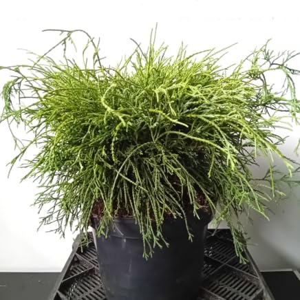 Cipresso di filo verde chamaecyparis 'filifera nana' 30-40 cm