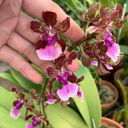 Semi di orchidea Oncidium - resistenti semi di selvatici da ufficio per gli amanti del giardino resistenti per giardini rocciosi esotico arredamento 55pcs