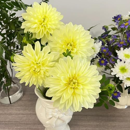 tuberi di dalia - giardino interno balcone raro decorazioni 6pcs