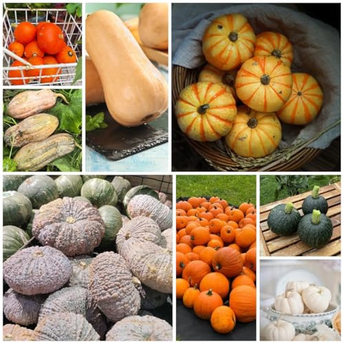 kürbis kürbissamen hochbeete für garten, wintergemüse kaufen kürbiskerne zierkürbis, pflanzensamen nachhaltige geschenke 100samen