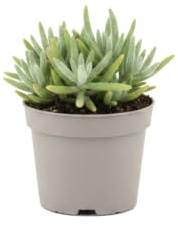 Planta Rhipsalis Baccifera Horrida Cactus Colgante DECOALIVE para Mesa y Estantería Maceta de 12 cm de Diámetro Altura 15 cm