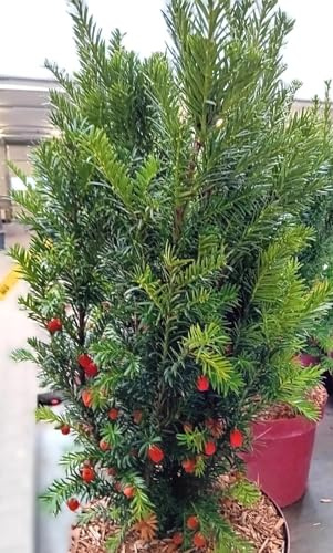 Heckeneibe Eibe Taxus baccata Westerstede 30-40 cm immergrün