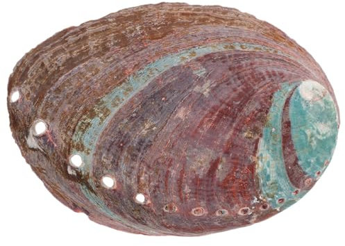 Alipis Support D'aromathérapie Design Coquillage Élégant en Coquille D'ormeau Naturel Récipient Polyvalent Décoratif pour Brûleur Parfum pour Bureau à Domicile